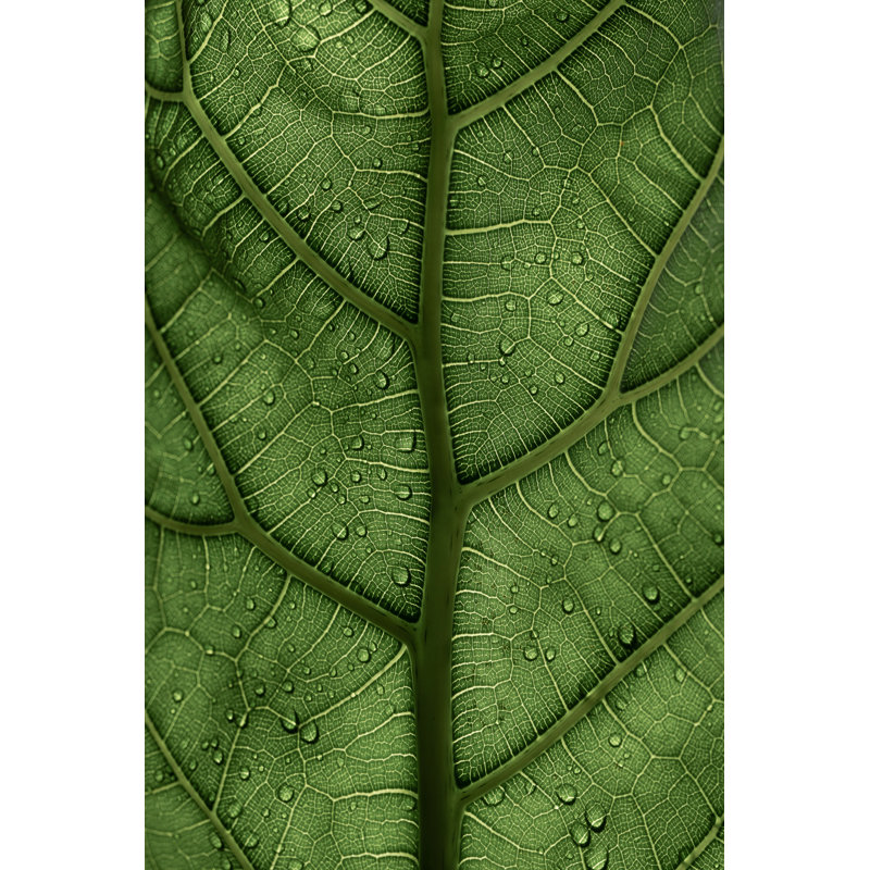 Vert feuille translucide, veines, plantes, naturel, H 50 po x l 26 po x P 1,5 po