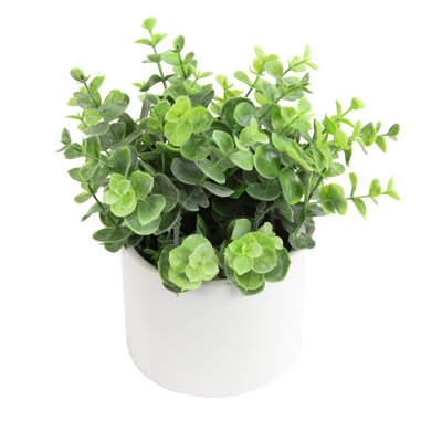 Arrangement in Pot