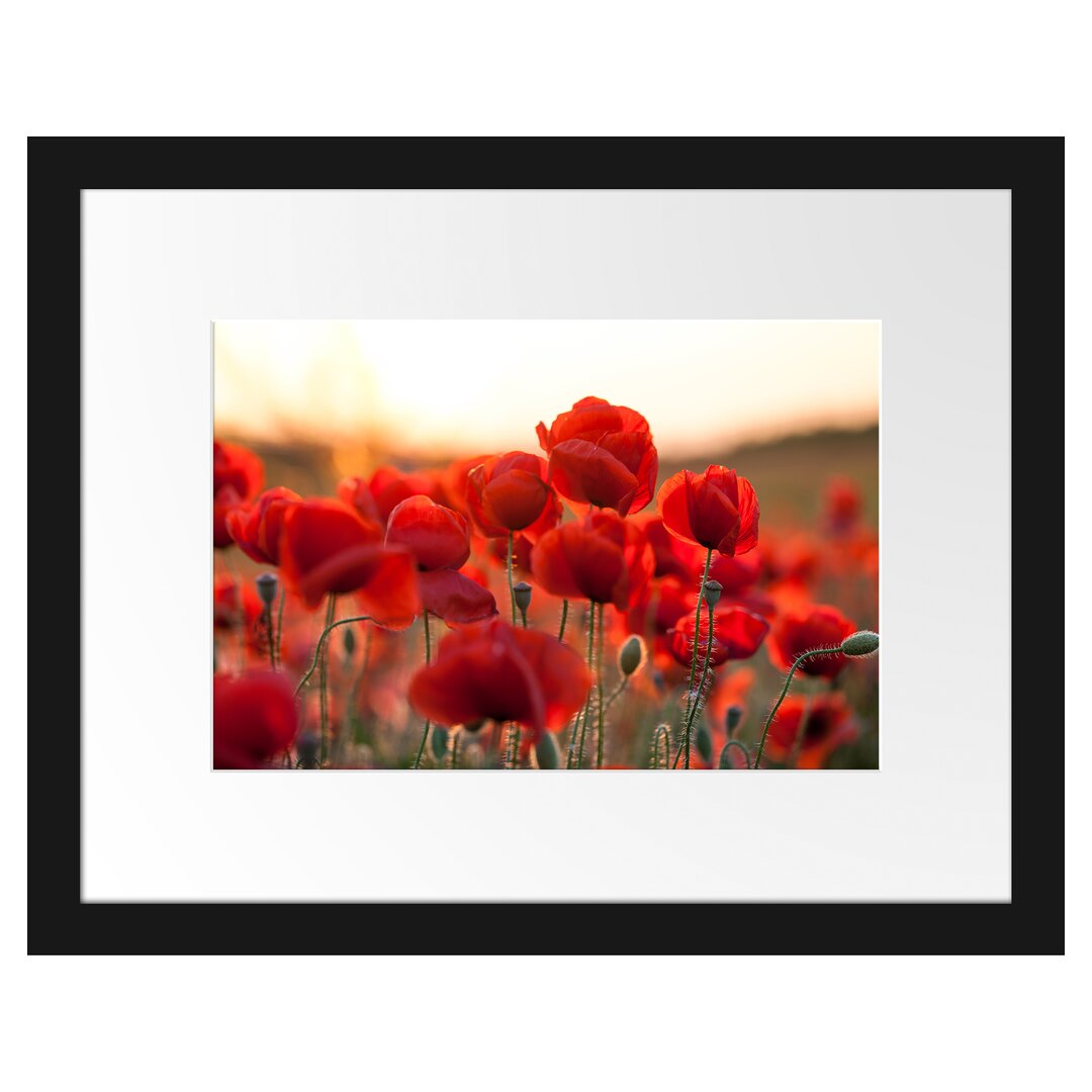 Gerahmtes Poster Feuriger Mohn