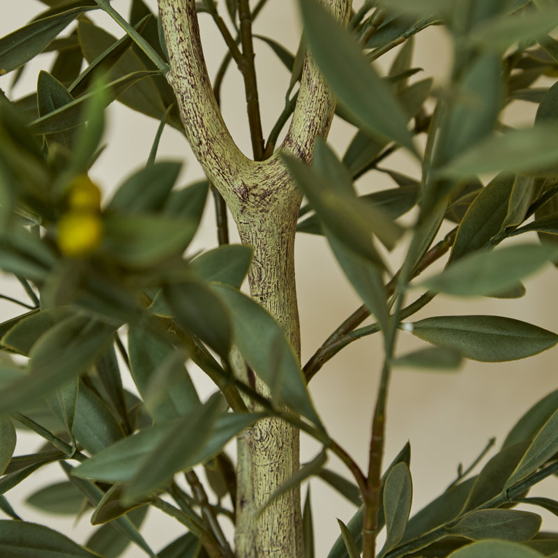 157cm Plant
