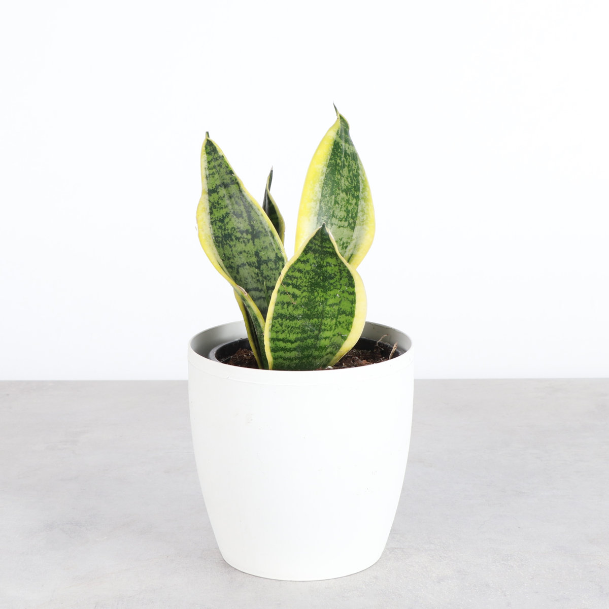 Thorsen's Greenhouse Laurentii Snake Plant - Thumbnail 3