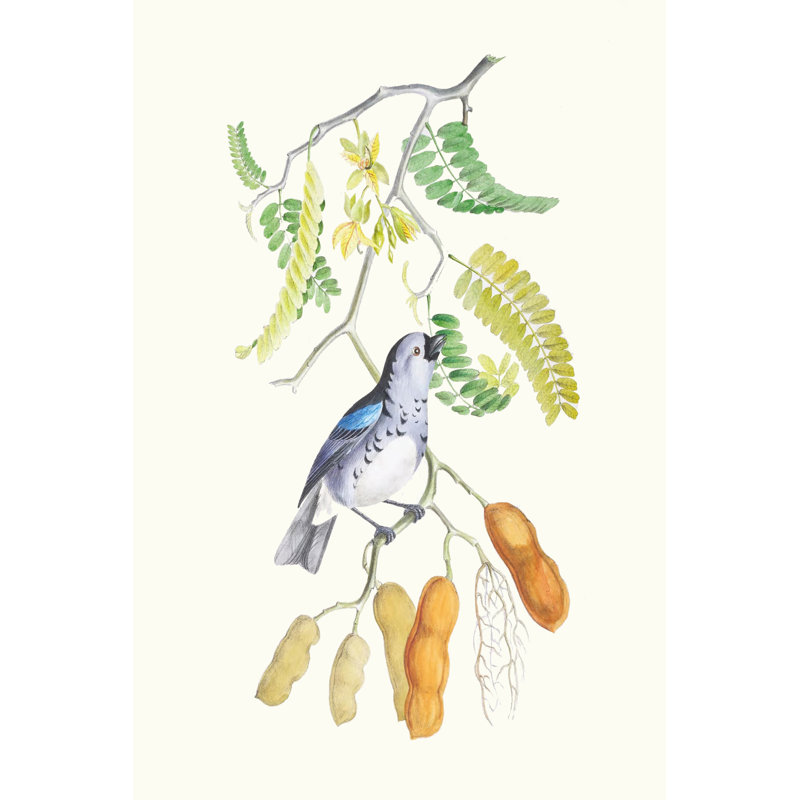Cuvier Bird & Habitat II by Georges Cuvier - Wrapped Canvas Print, 46cm H x 30cm W