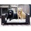 Cristobal Orthopedic Polyester Pet Bed-30991883