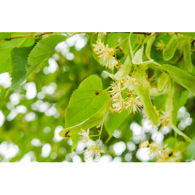 Shenika Blooming Linden - Wrapped Canvas Print