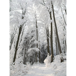 " Snowy Path "