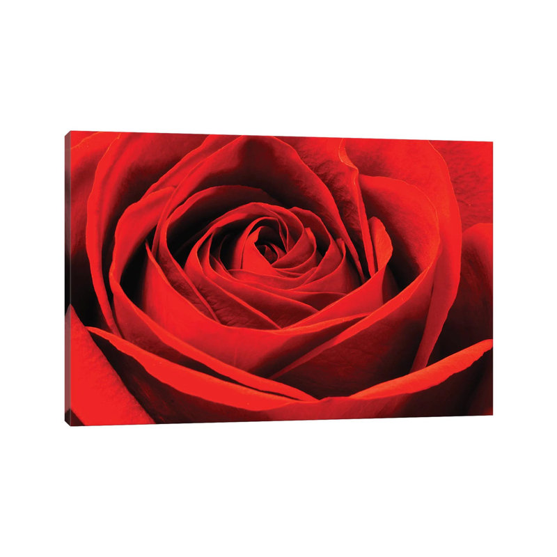 Red Rose by Brian Wolf - Wrapped Canvas Gallery-Wrapped Canvas Giclée, 30.48cm H x 45.72cm W