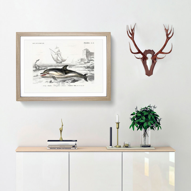 Beached Dolphin by Charles D'Orbigny - Single Picture Frame Painting, 33cm H x 45cm W x 2cm D, Oak Framed