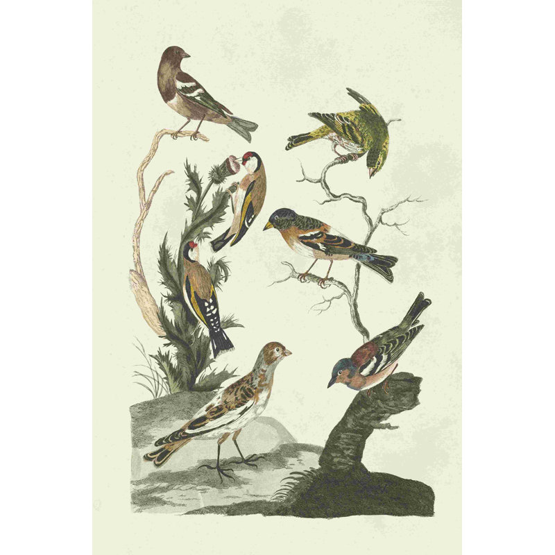 «Antique Birds in Nature I», reproduction sur toile tendue, H 36 po x l 24 po