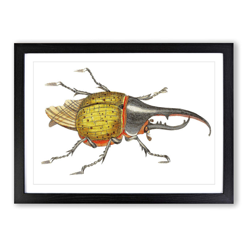 Hercules Beetle by George Shaw - Picture Frame Graphic Art Print, Black Framed, 36cm H x 48cm W x 2cm D