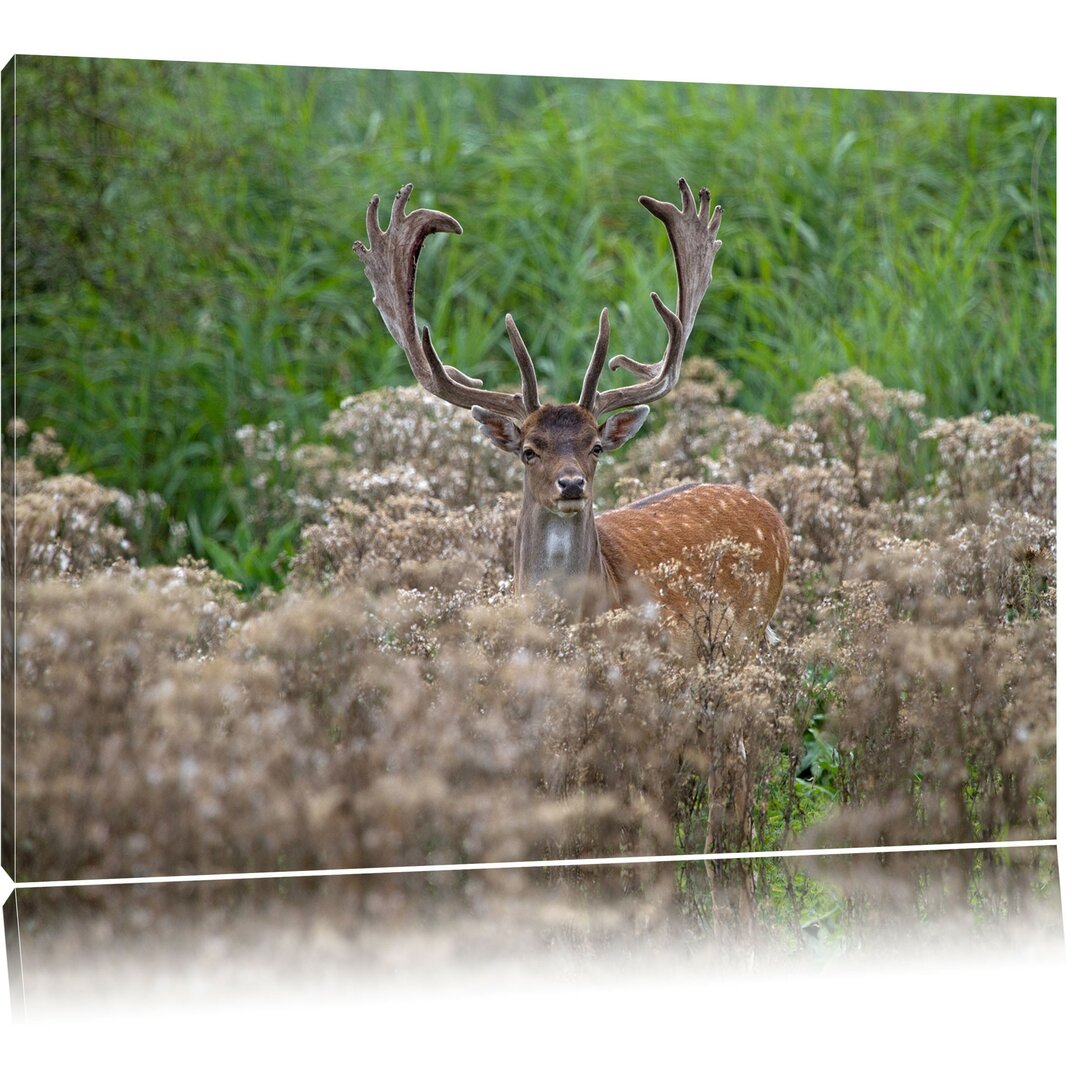 Leinwandbild Hirschbock auf Wildwiese