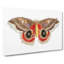 Automeris Moth by George Shaw - Wrapped Canvas Painting Pint - Wrapped Canvas-55367129