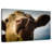 Silly Cow-107703379