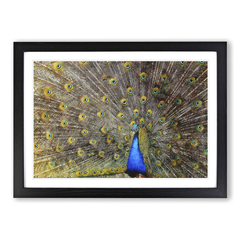 Peacock Vol.1 - Framed Print, 27cm H x 36cm W x 2cm D, Black Framed