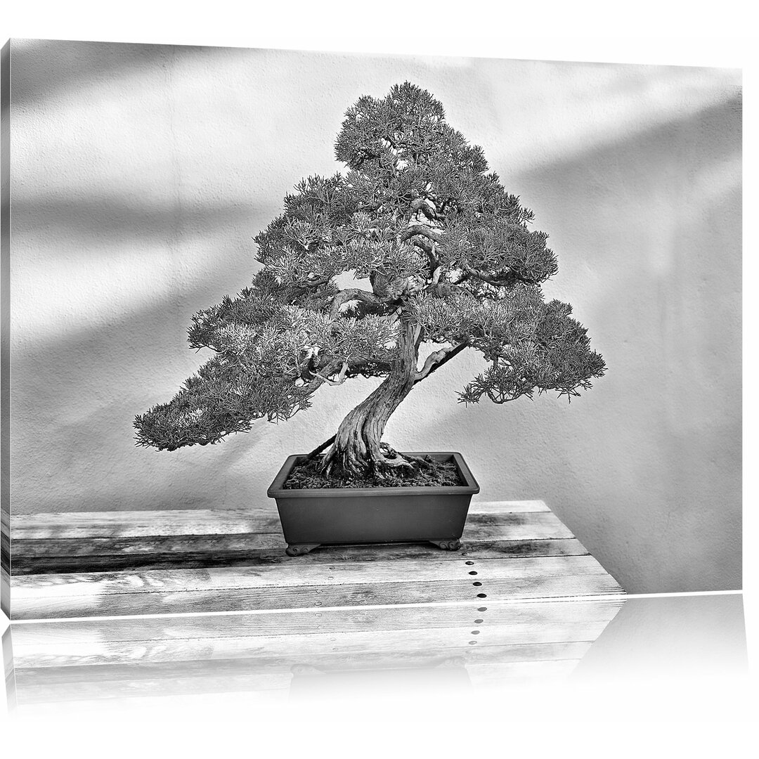 Leinwandbild Bonsai Baum in Monochrom