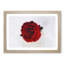 Red Rose in Bloom - Framed Print-56758707-56758708
