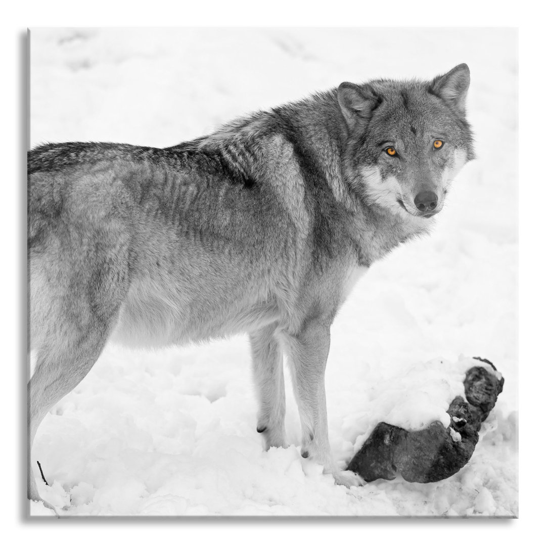 Glasbild Prächtiger Wolf im Schnee