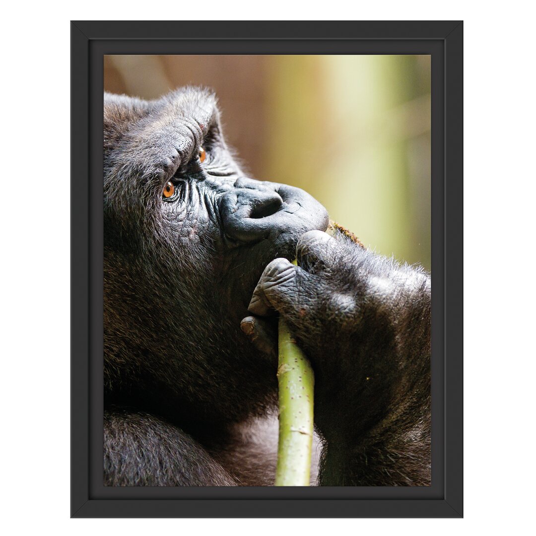 Gerahmtes Wandbild Gorilla isst