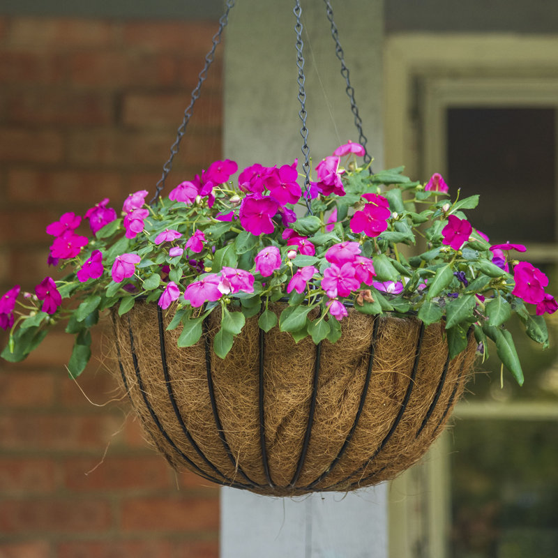 Tingsley Hanging Planter, 6" H x 16" W x 16" D, Black
