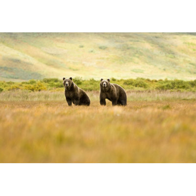 " Brown Grizzly Bears In Alaska " by Wagenerphotography