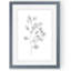 Eucalyptus sketch iii-reproduction de peinture encadrée-2014946980-2014946981