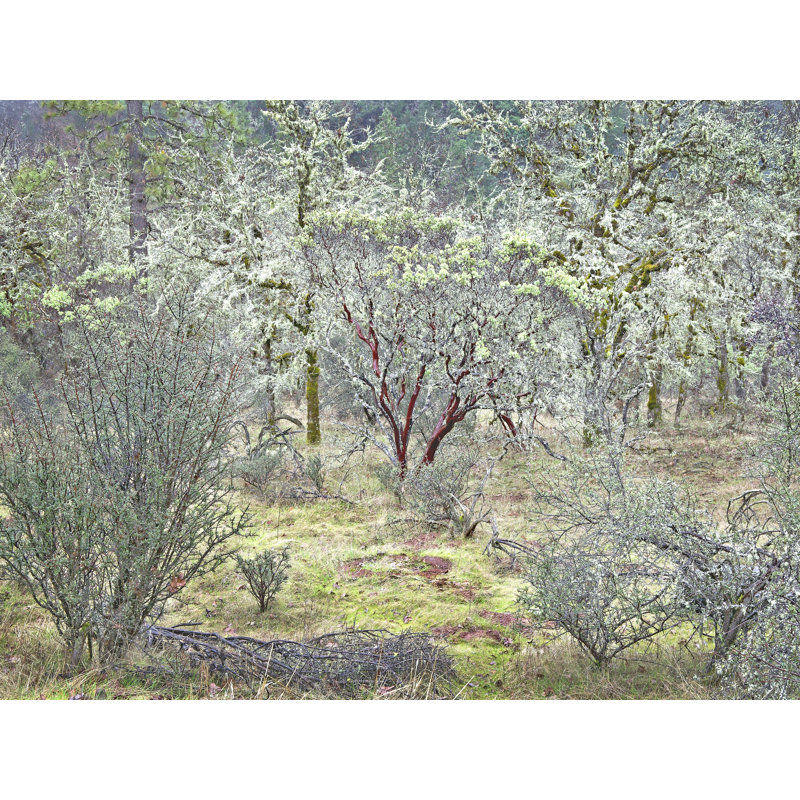 Winter Oak Grove Print by Bruce Heinemann, Black Framed Canvas, 24" H x 32" W