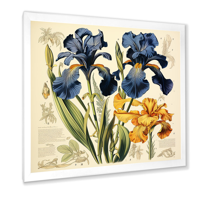 Illustration rétro - iris bleus, Cadre simple blanc, H 24 po x l 24 po x P 1 po