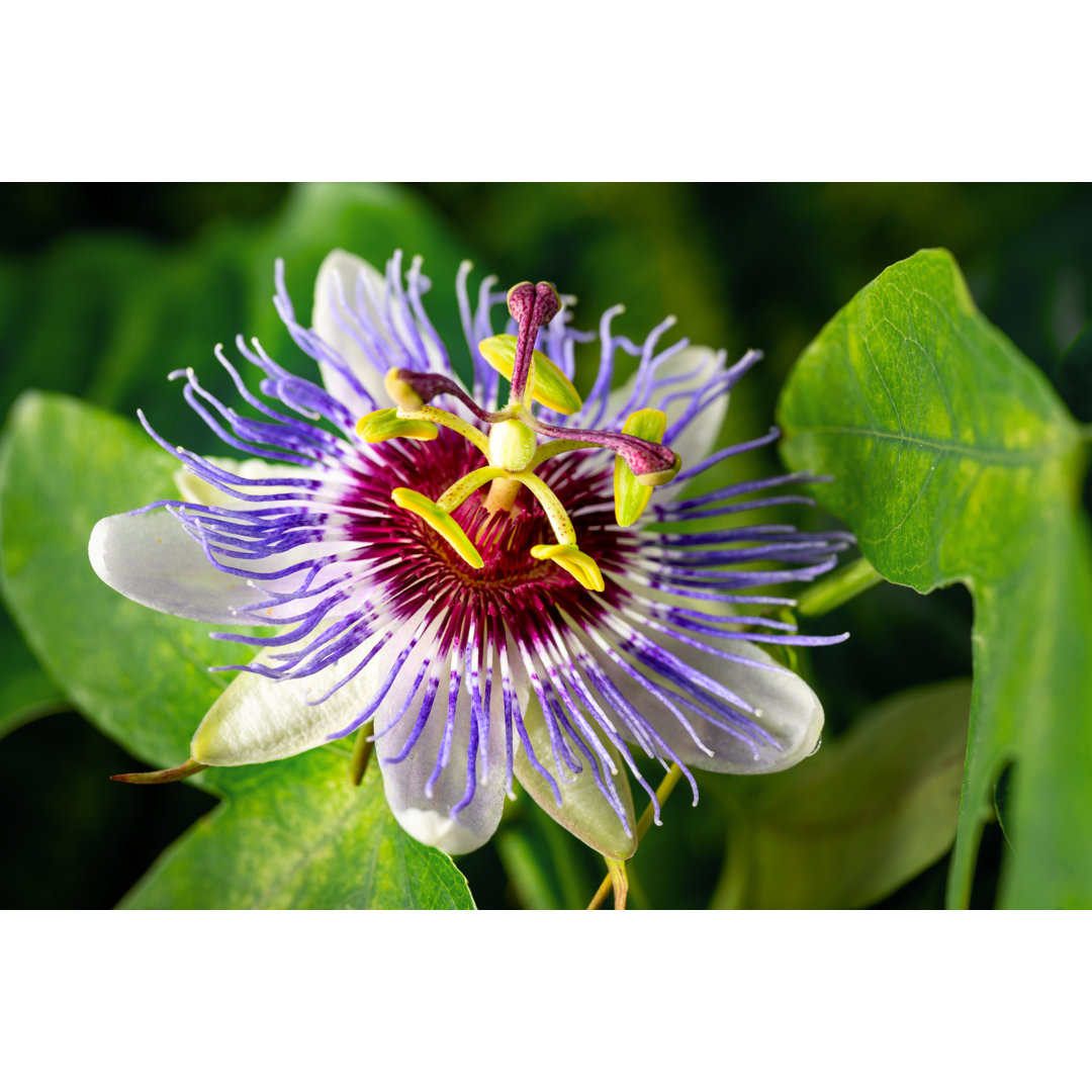 Passiflora Caerulea Flower Closeup by Yummy Pic - Leinwandbild