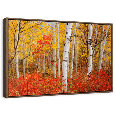 Bouleaux d'automne