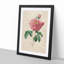 Pink Blush Cabbage Rose by Pierre-Joseph Redoute - Picture Frame Painting Print-55583738-55583737