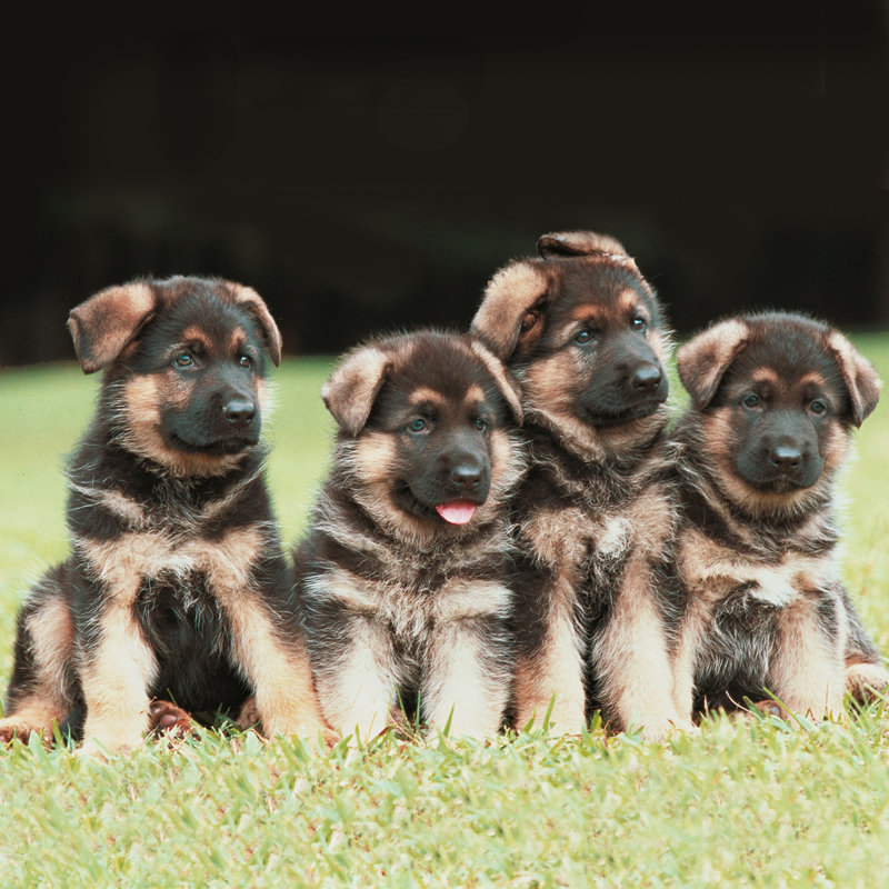 Four German Shepherd Puppies by Photopix - Wrapped Canvas Print, 30cm H x 30cm W