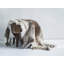 Tapis Bladon Reindeer