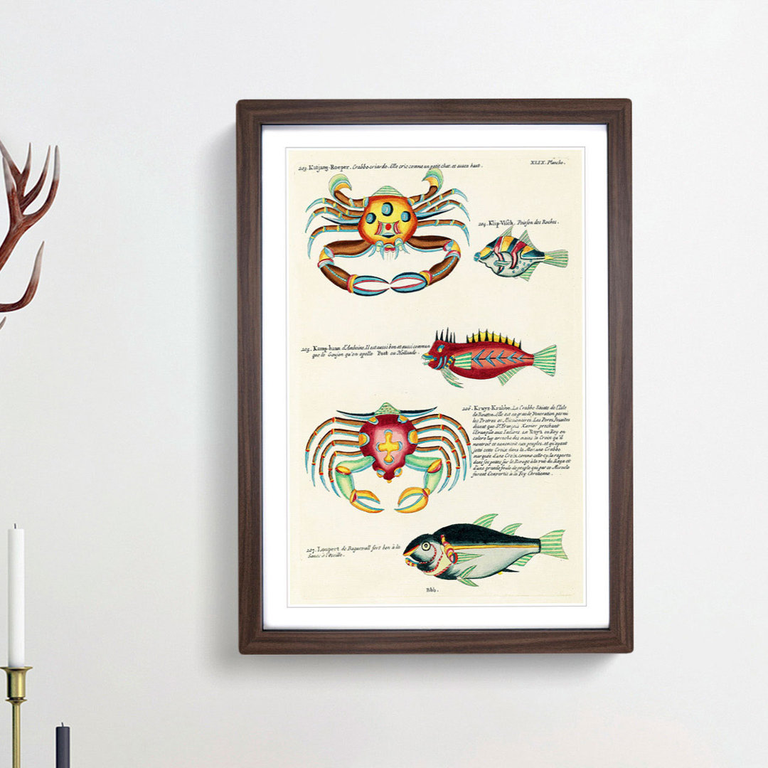 East Indies Fish & Crab Illustrations XLIX by Louis Renard - Picture Frame Painting Print