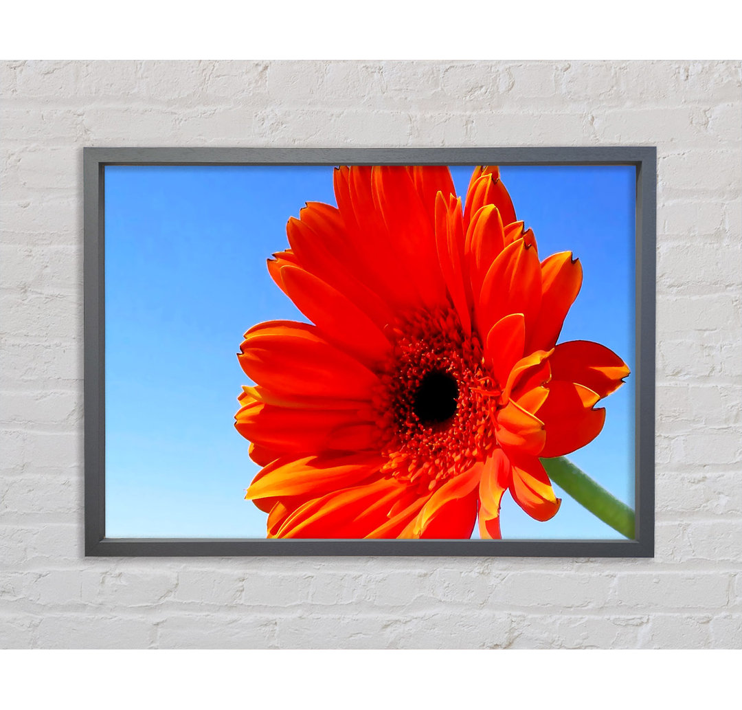 Orange Gerbera Skies Gerahmter Druck