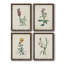 Traditional Botanical I - Ensemble de 4 reproductions de cadres photo sur toile-32851610-32851615