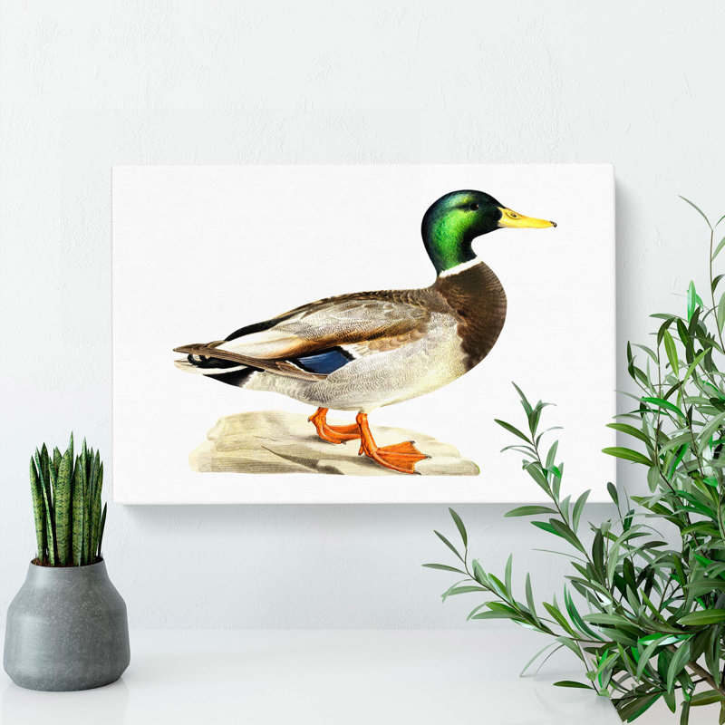 A Mallard Duck by Von Wright - Wrapped Canvas, 35cm H x 50cm W x 3cm D