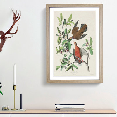 Lenaida Doves by John James Audubon - Picture Frame Painting Print