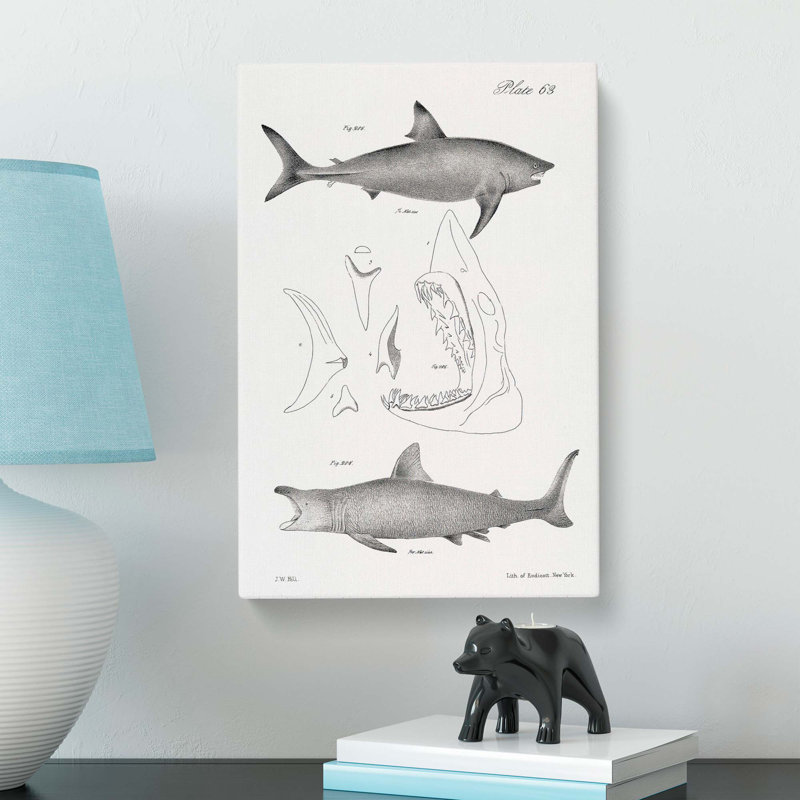 Illustrations of Sharks by J.E. De Kay - Wrapped Canvas Painting Print, 50cm H x 35cm W x 3cm D