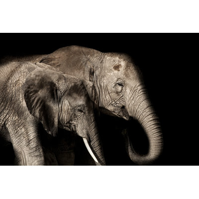 Elephant And Baby - Wrapped Canvas Print