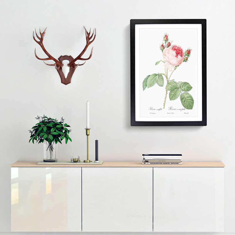 A Pink Cabbage Rose by Pierre-Joseph Redoute - Framed Print, 63cm H x 45cm W x 2cm D, Black Framed