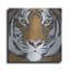 " Tiger Gaze " by Britt Hallowell-325729901
