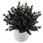 Eucalyptus noir en pot de ciment
