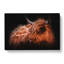 Highland Cow In The Shadows - Wrapped Canvas Painting-55359989