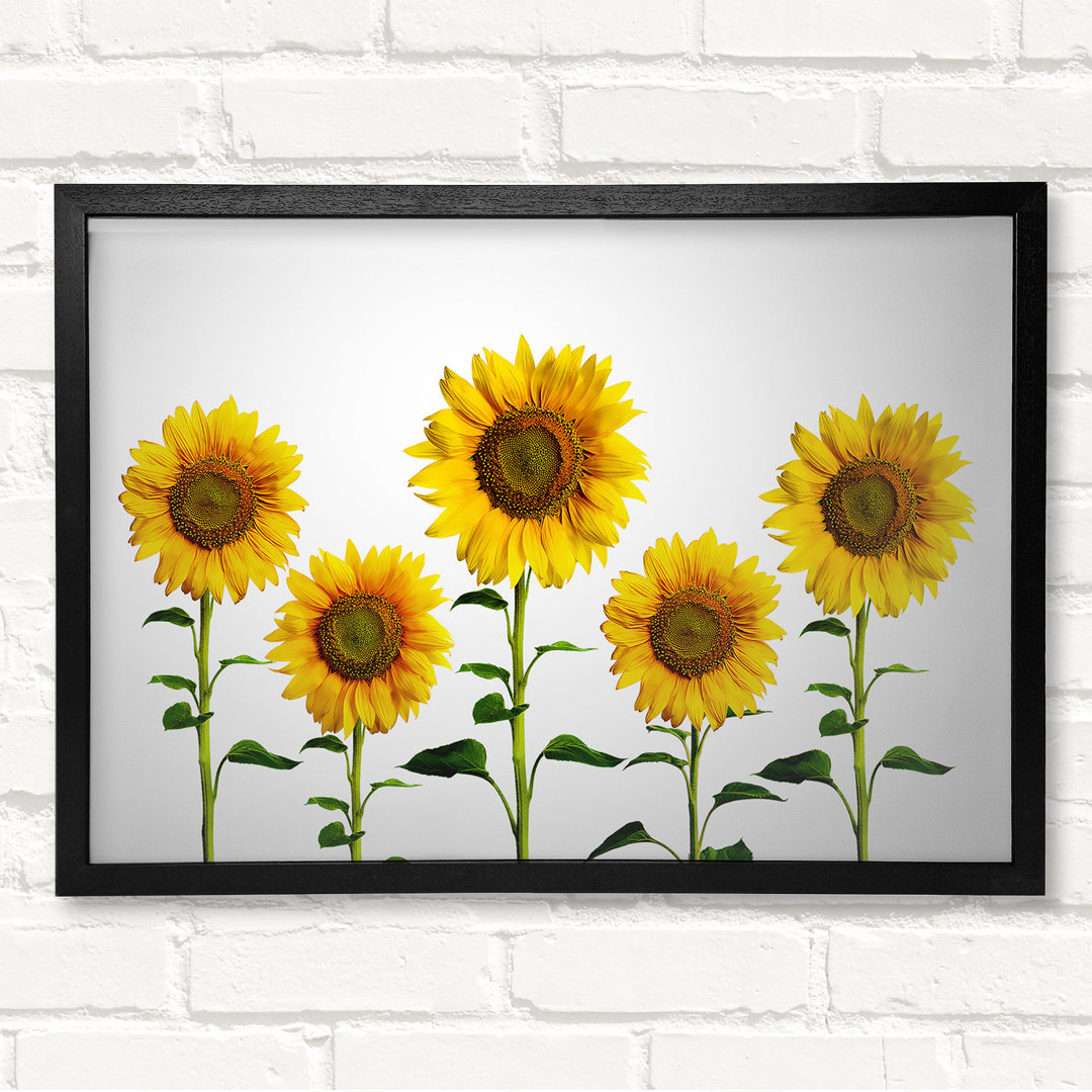 Sunflower Mayhem - Drucken