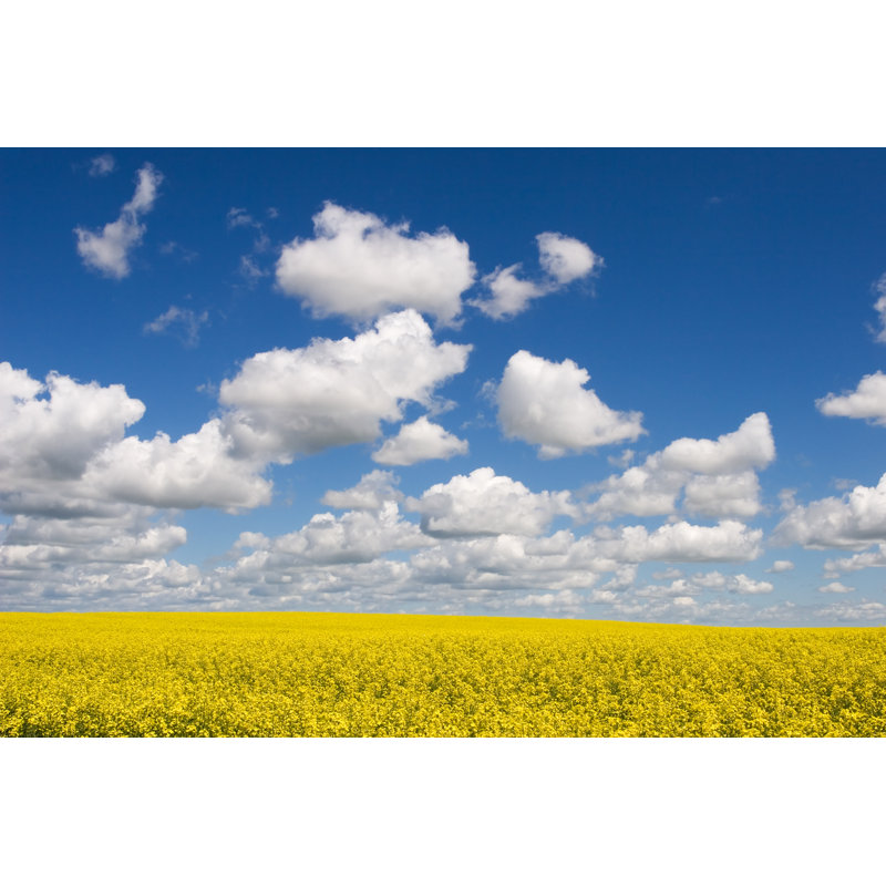 Canola Fields par Joss - Photographie sur toile tendue, L 48 po x H 32 po