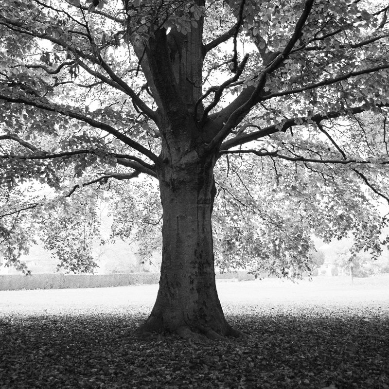 Woodland Tones III 1 Piece Wrapped Canvas Wall Art, 122cm H x 122cm W