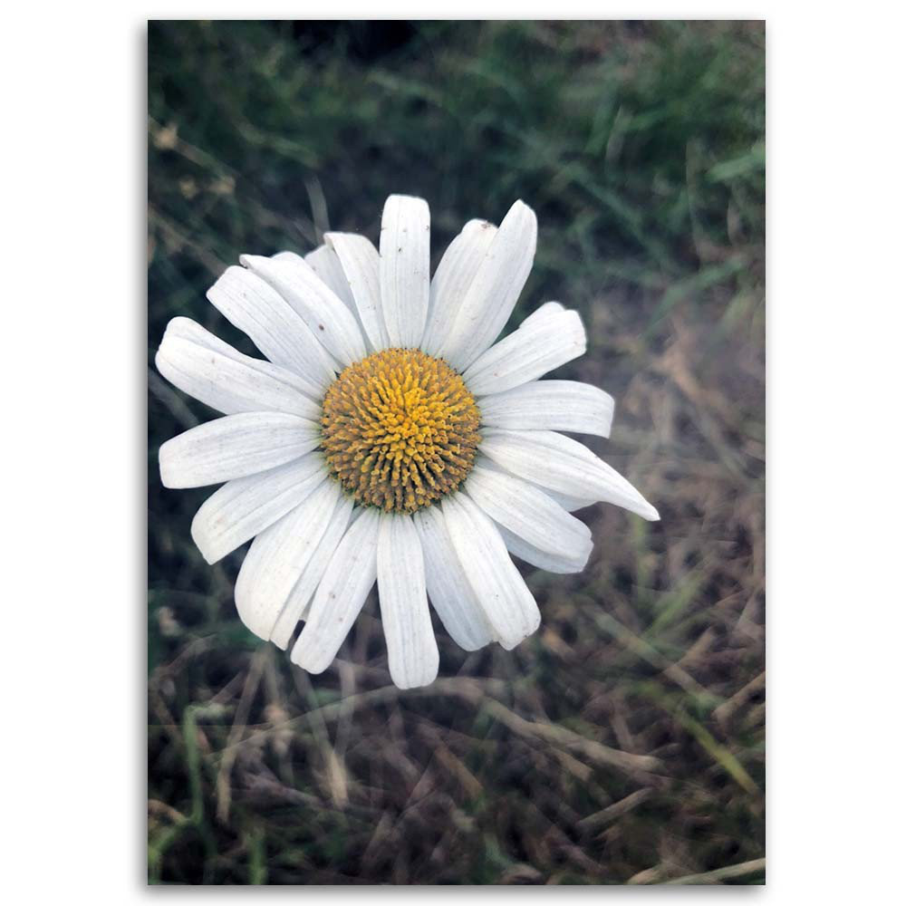 Leinwandbild Camomile Flower Nature