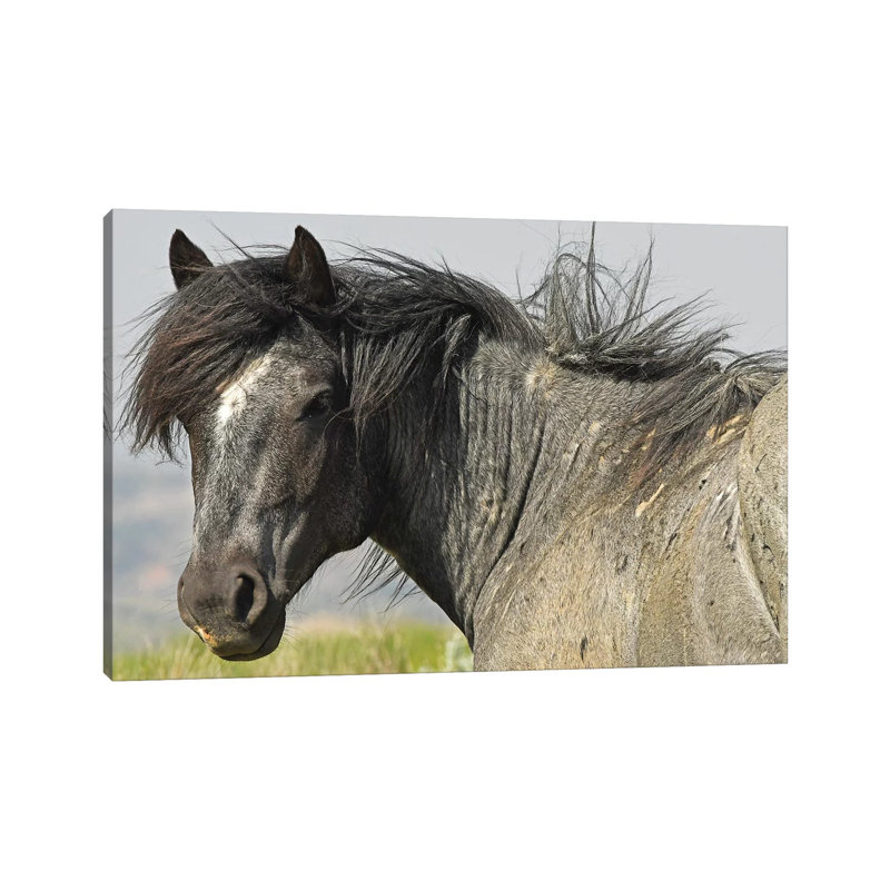 The Stallion by Brian Wolf - Wrapped Canvas Print