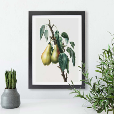 Lemon Pear Tree by Giorgio Gallesio - Framed Print