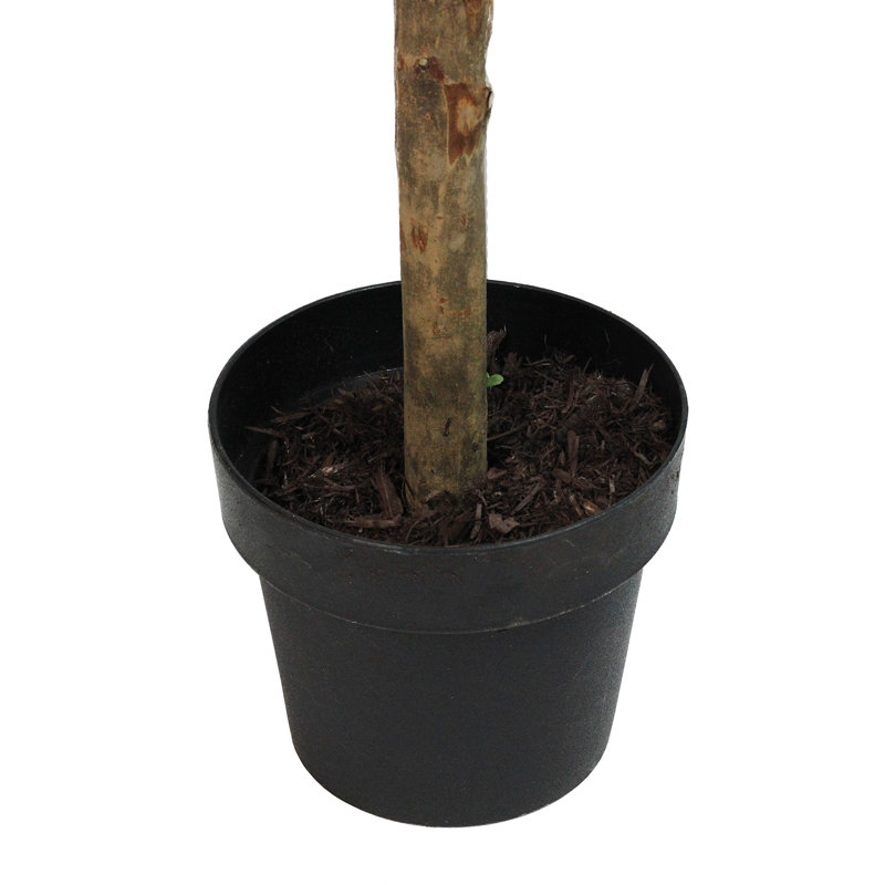 Arbre topiaire en boule 5 pi Murraya