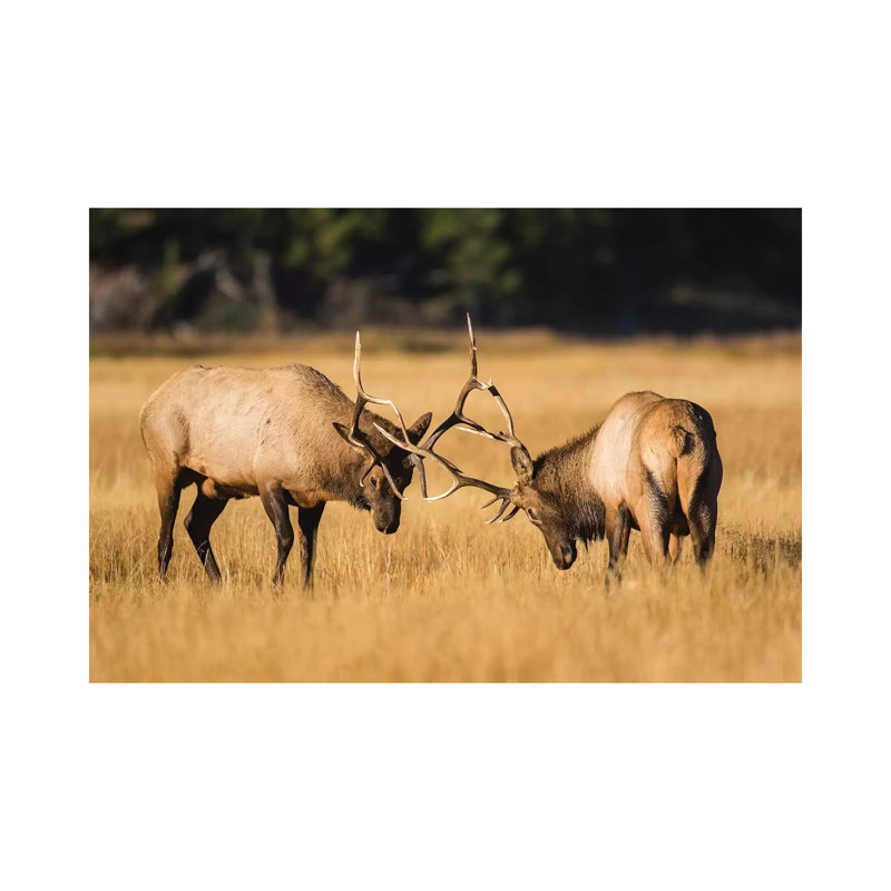 Wyoming, Yellowstone National Park, Two Young Bull Elk Spar In The Autumn Grasses For Dominance. by Elizabeth Boehm - Wrapped Canvas Print
